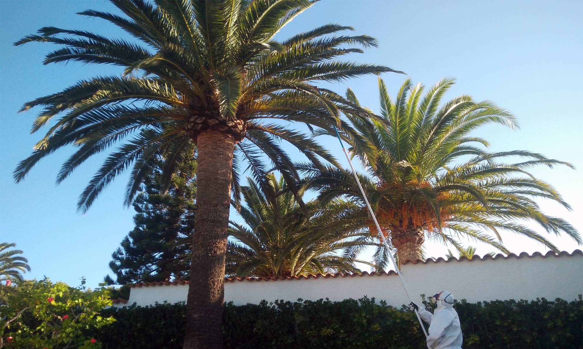 Tratamiento de palmeras contra el Picudo Rojo